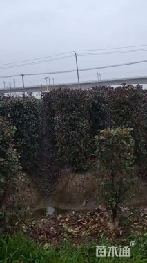 高度200厘米红叶石楠柱