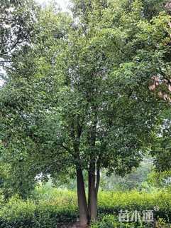 75公分(5杆)丛生香樟