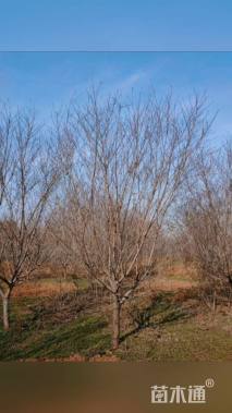 10公分红叶碧桃