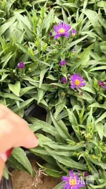 高度15厘米紫菀