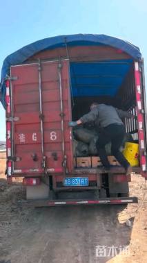 高度30厘米直立迷迭香