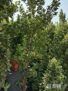 高度3500厘米北海道黄杨