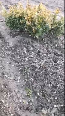 高度20厘米金森女贞小苗