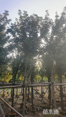 8公分黄花风铃木