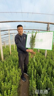 高度30厘米瓜子黄杨