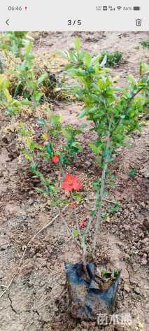 高度40厘米贴梗海棠