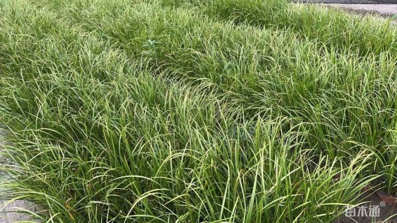 高度20厘米金叶石菖蒲