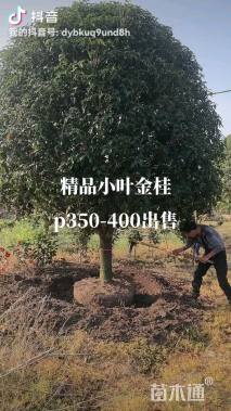 17公分金桂