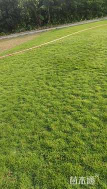 草块状马尼拉草