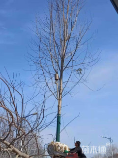 14公分美国红枫