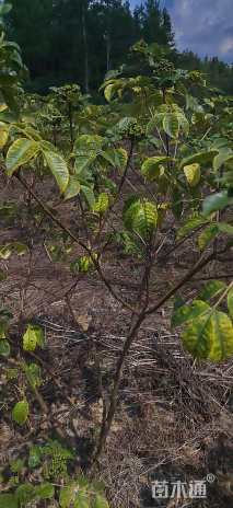 高度120厘米吴茱萸