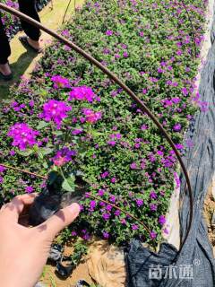 高度20厘米紫花马樱丹