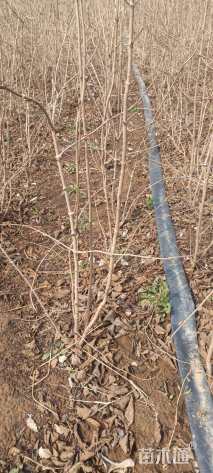 高度35厘米中华木绣球