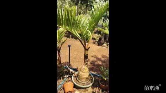 裸干高20厘米酒瓶椰子