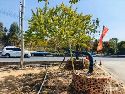 12公分红果冬青