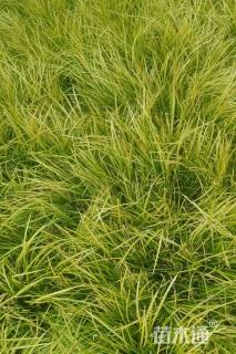 高度25厘米金线菖蒲