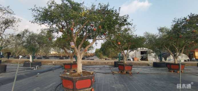 高度250厘米果石榴