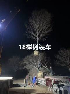 15公分榉树