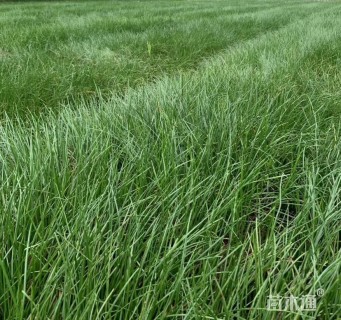 高度25厘米白花葱兰