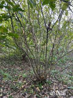 高度220厘米丛生蜡梅