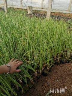 高度20厘米紫娇花