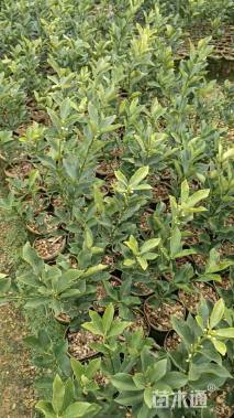 高度30厘米金桔