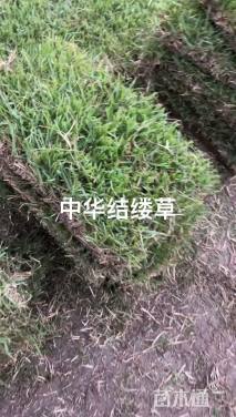 草块状中华结缕草