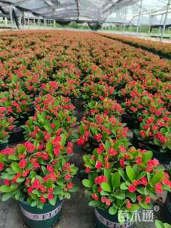 高度20厘米虎刺梅