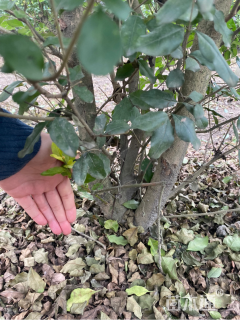 高度200厘米金禾女贞