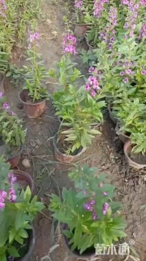 高度20厘米香彩雀