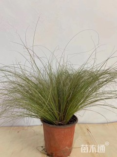 苔草