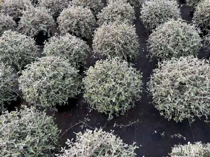 高度50厘米水果兰球