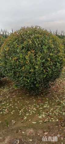 冠幅180厘米红叶石楠球