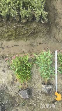 高度40厘米绣线菊