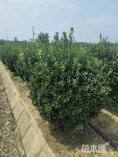 冠幅180厘米大叶黄杨球