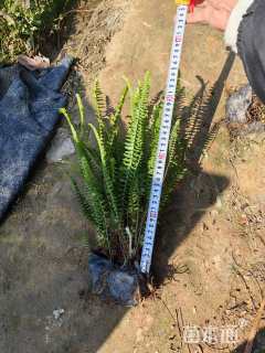 高度30厘米肾蕨