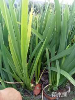 高度50厘米水生鸢尾