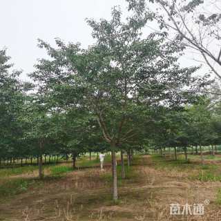 20公分高杆染井吉野樱