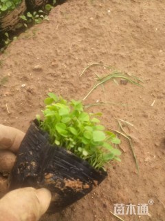 高度5厘米白三叶