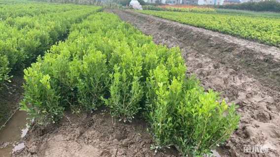 高度40厘米瓜子黄杨