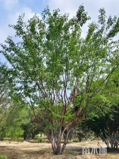 高度400厘米丛生山桃