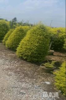 冠幅80厘米亮晶女贞球