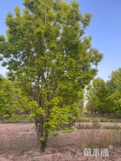 高度500厘米丛生金叶白蜡