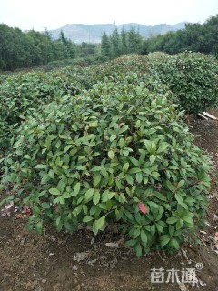 冠幅150厘米红叶石楠球