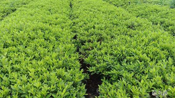 高度25厘米毛鹃小苗