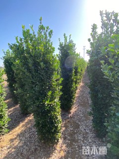 高度180厘米大叶黄杨柱