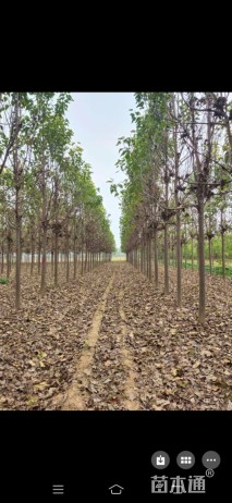 12公分楸树