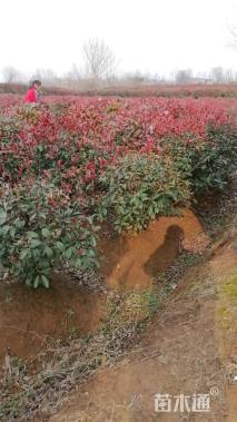 冠幅50厘米红叶石楠球