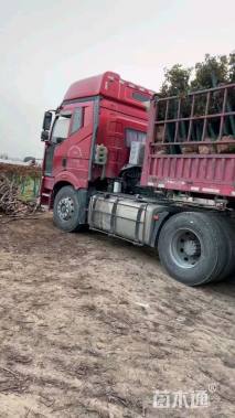 高度180厘米月季