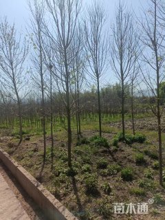 2公分美国红枫-十月光辉